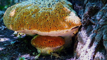 oak bracket, weeping conk, weeping polypore, warted oak polypore, Pseudoinonotus dryadeus