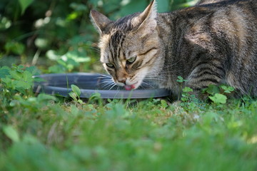 Naklejka na ściany i meble Cat drinks from the bowl in the green grass