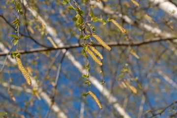 Birch catkins in early spring on a blue sky background. Male catkin seed pods hanging on birch tree branch. Closeup, selective soft focus