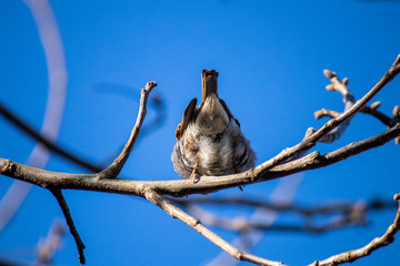 Young house sparrow, a bird sits on a tree branch on a background against a blue sky