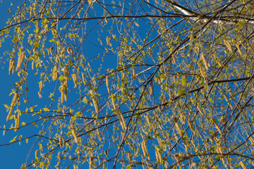 Birch catkins in early spring on a blue sky background. Male catkin seed pods hanging on birch tree branch. Closeup, selective soft focus