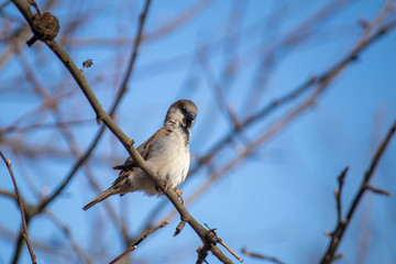 Young house sparrow, a bird sits on a tree branch on a background against a blue sky