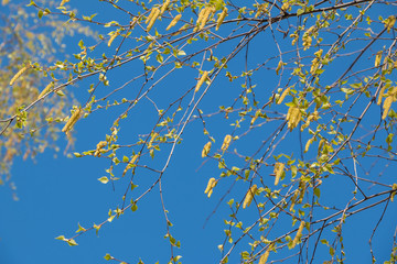 Birch catkins in early spring on a blue sky background. Male catkin seed pods hanging on birch tree branch. Closeup, selective soft focus