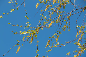 Birch catkins in early spring on a blue sky background. Male catkin seed pods hanging on birch tree branch. Closeup, selective soft focus