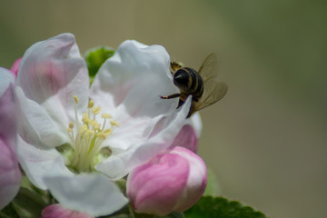 Close-up image of bee collecting nectar and pollen of white blossoming quince fruit tree, first spring tree's blossom, hard working bee insect, honeybee