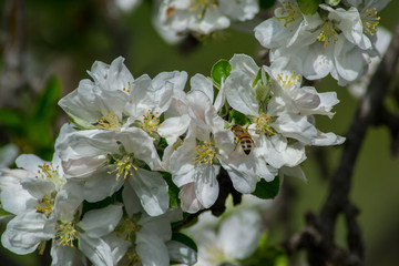 Close-up image of bee collecting nectar and pollen of white blossoming apple fruit tree, first spring tree's blossom, hard working bee insect, honeybee