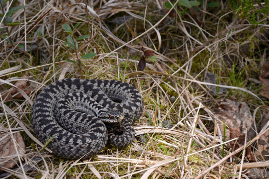 Common adder, male / Kreuzotter (Vipera berus), M&auml;nnchen, Allg&auml;u, Germany