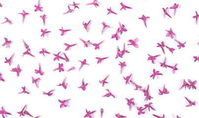 Purple lilac flowers isolated on white background, texture 