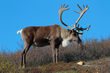 Caribou with Antlers on Tundra in Alaska with Blue Sky