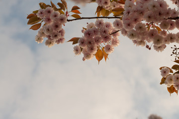 Flowering cherry tree up close (Prunus Shirofugen)