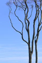 old bare tree with curved branches against the blue sky, copy space