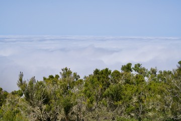 Trees in front of a cloudscape