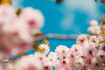 Flowering cherry tree up close (Prunus Shirofugen)