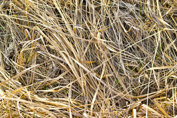 Yellow limp and dry grass as a yellow background