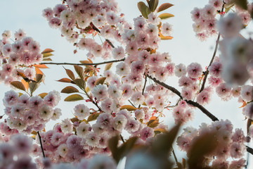 Flowering cherry tree up close (Prunus Shirofugen)