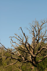 Simple image of a tree in the park. Useful design element or background.