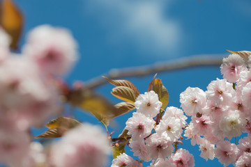 Flowering cherry tree up close (Prunus Shirofugen)