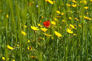 Yellow and red wildflowers in the green field - Powered by Adobe