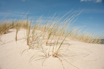 grass at white dunes