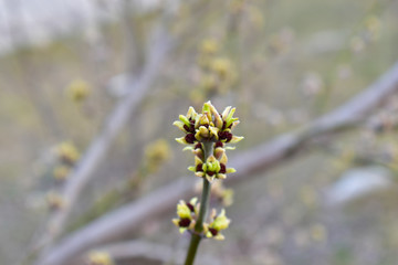 The swollen buds of the Norway Maple or Maple platanovidny
