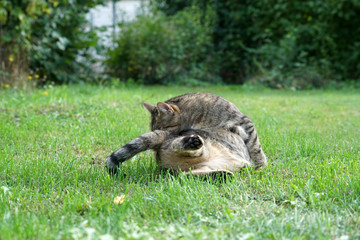 European shorthair cat is preening in the green meadow