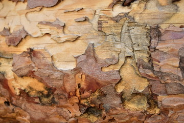 Surface of unpolished red pine boards