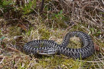 Common adder, male / Kreuzotter (Vipera berus), Männchen, Allgäu, Germany
