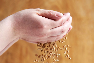 Grains of ripe wheat are poured through the hands of a woman.