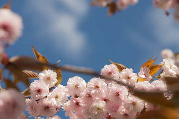 Flowering cherry tree up close (Prunus Shirofugen)