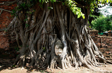 Buddha Head seats in growing Tree Thailand