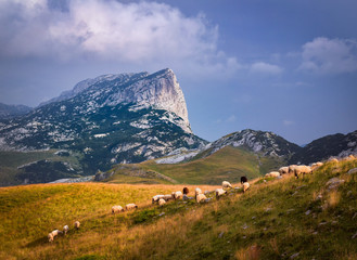 Summer mountain landscape of Durmitor National Park with Sheep flock near Durmitor panoramic road P14, Izmecaj peak and Sedlo pass. Montenegro, Europe, Balkans Dinaric Alps, UNESCO Heritage site. 