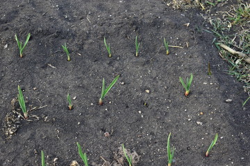 Onion and garlic seedlings in the garden in the village