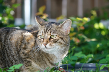 Gray striped cat with blue green eyes while drinking