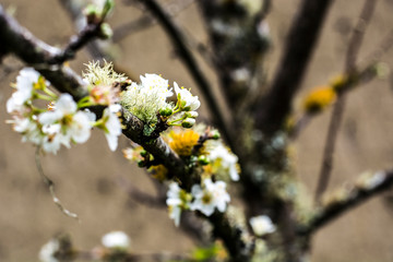 bee on a flower