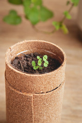 manjericão brotando da semente em vaso de garrafa plastica com cortiça. 