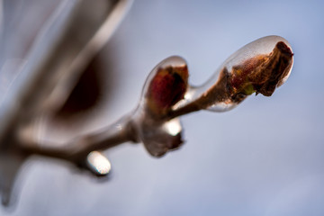 Buds on a tree branch are covered in ice following a cold spring storm.