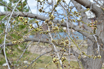 The swollen buds of the Norway Maple or Maple platanovidny