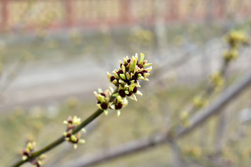 The swollen buds of the Norway Maple or Maple platanovidny