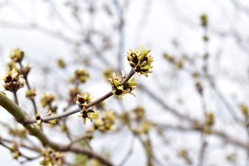 The swollen buds of the Norway Maple or Maple platanovidny