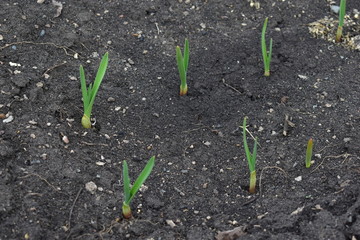 Onion and garlic seedlings in the garden in the village