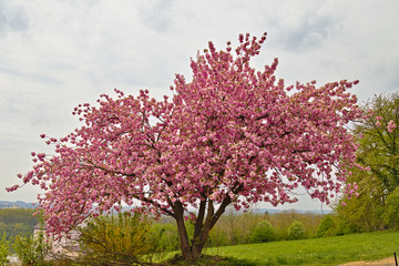 Fototapeta premium pink cherry blossom