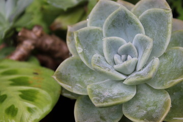 Fototapeta premium close up of a green plant