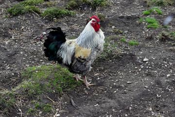 Multicolored rooster in the barnyard in the village