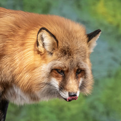 Red Tailed Fox posing for the camera!