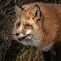 Obraz premium Red Tailed Fox posing for the camera!