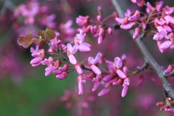 Close up of pink almond flowers