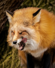 Red Tailed Fox posing for the camera!