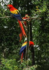 Scarlet macaws