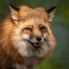 Red Tailed Fox posing for the camera!