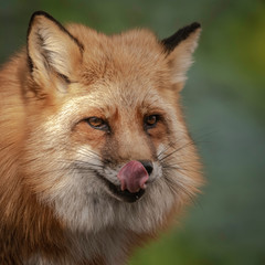 Red Tailed Fox posing for the camera!